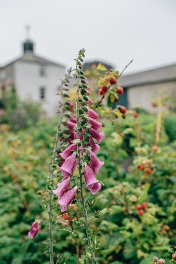Ballydugan Country House Downpatrick Exterior foto